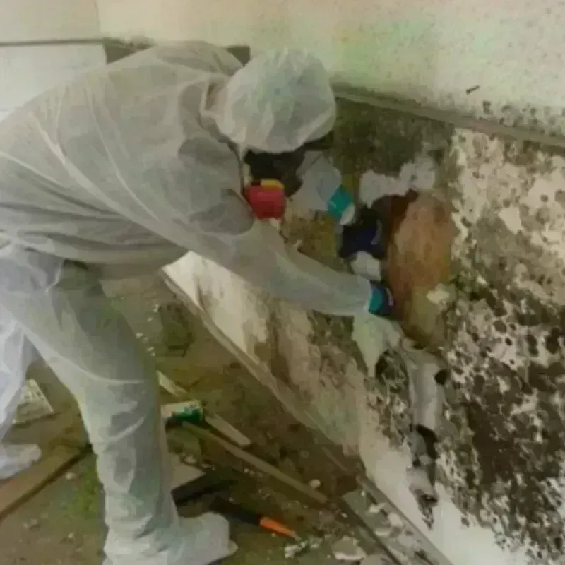 Mold Remediation and Removal in Pinckneyville, IL